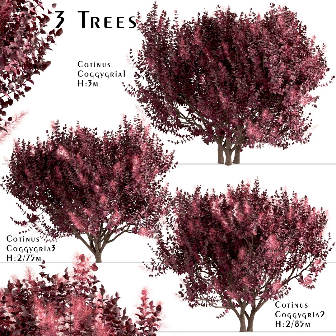 3D Set Of Cotinus Coggygria Or Smoke Tree - 3 Trees Model - TurboSquid ...