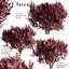 Set of Cotinus Coggygria or Smoke Tree - 3 Trees