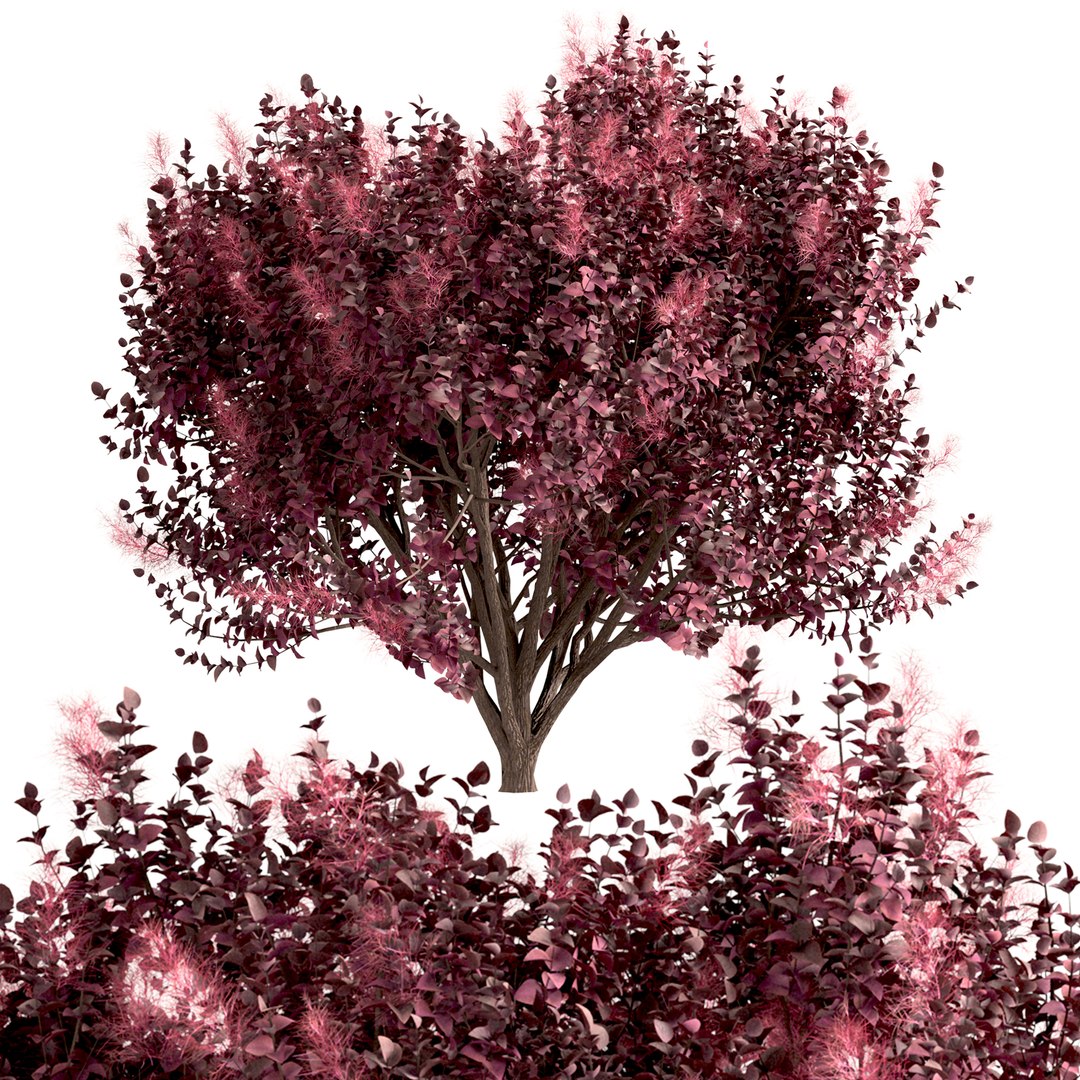 3D Set of Cotinus Coggygria or Smoke Tree - 3 Trees model https://p.turbosquid.com/ts-thumb/n6/j87m3L/K8/cotinuscoggygria3/jpg/1670156110/1920x1080/fit_q87/7e1314c203d8084afa91a6427f208686b725d0d2/cotinuscoggygria3.jpg