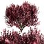 Set of Cotinus Coggygria or Smoke Tree - 3 Trees