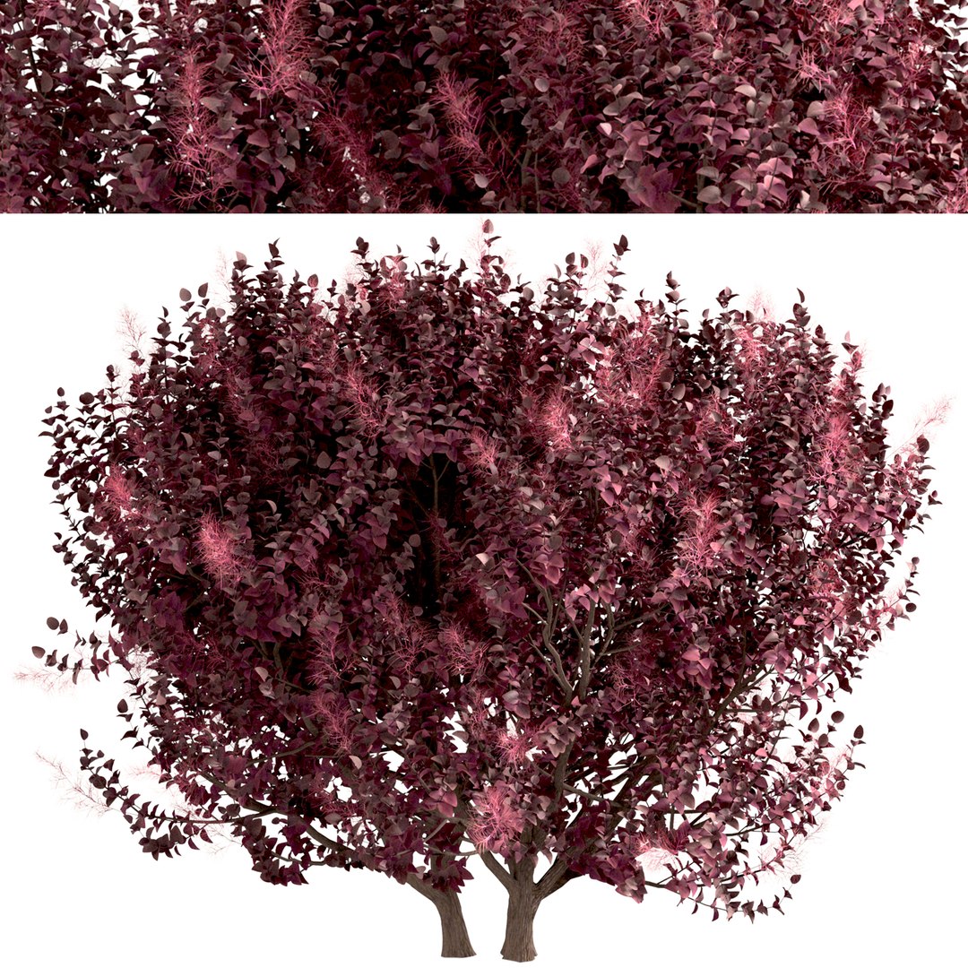 3D Set of Cotinus Coggygria or Smoke Tree - 3 Trees model https://p.turbosquid.com/ts-thumb/n6/j87m3L/RX/cotinuscoggygria1/jpg/1670156059/1920x1080/fit_q87/0c14b7c55e9525a12689e08d78e449233236ddd0/cotinuscoggygria1.jpg