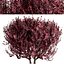 Set of Cotinus Coggygria or Smoke Tree - 3 Trees