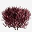Set of Cotinus Coggygria or Smoke Tree - 3 Trees