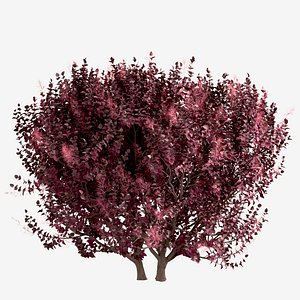 Set of Cotinus Coggygria or Smoke Tree - 3 Trees