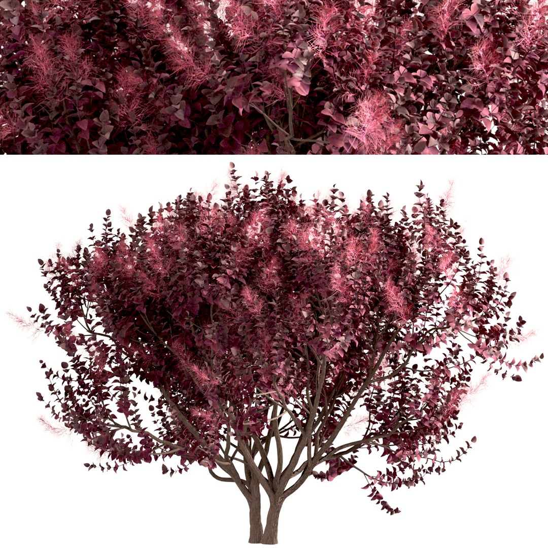 3D Set of Cotinus Coggygria or Smoke Tree - 3 Trees model https://p.turbosquid.com/ts-thumb/n6/j87m3L/wI/cotinuscoggygria4/jpg/1670156052/1920x1080/fit_q87/badfbb1a8485bdddbe143922e0d7138f9d682b7e/cotinuscoggygria4.jpg