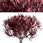 Set of Cotinus Coggygria or Smoke Tree - 3 Trees