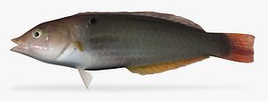 3d model chameleon wrasse