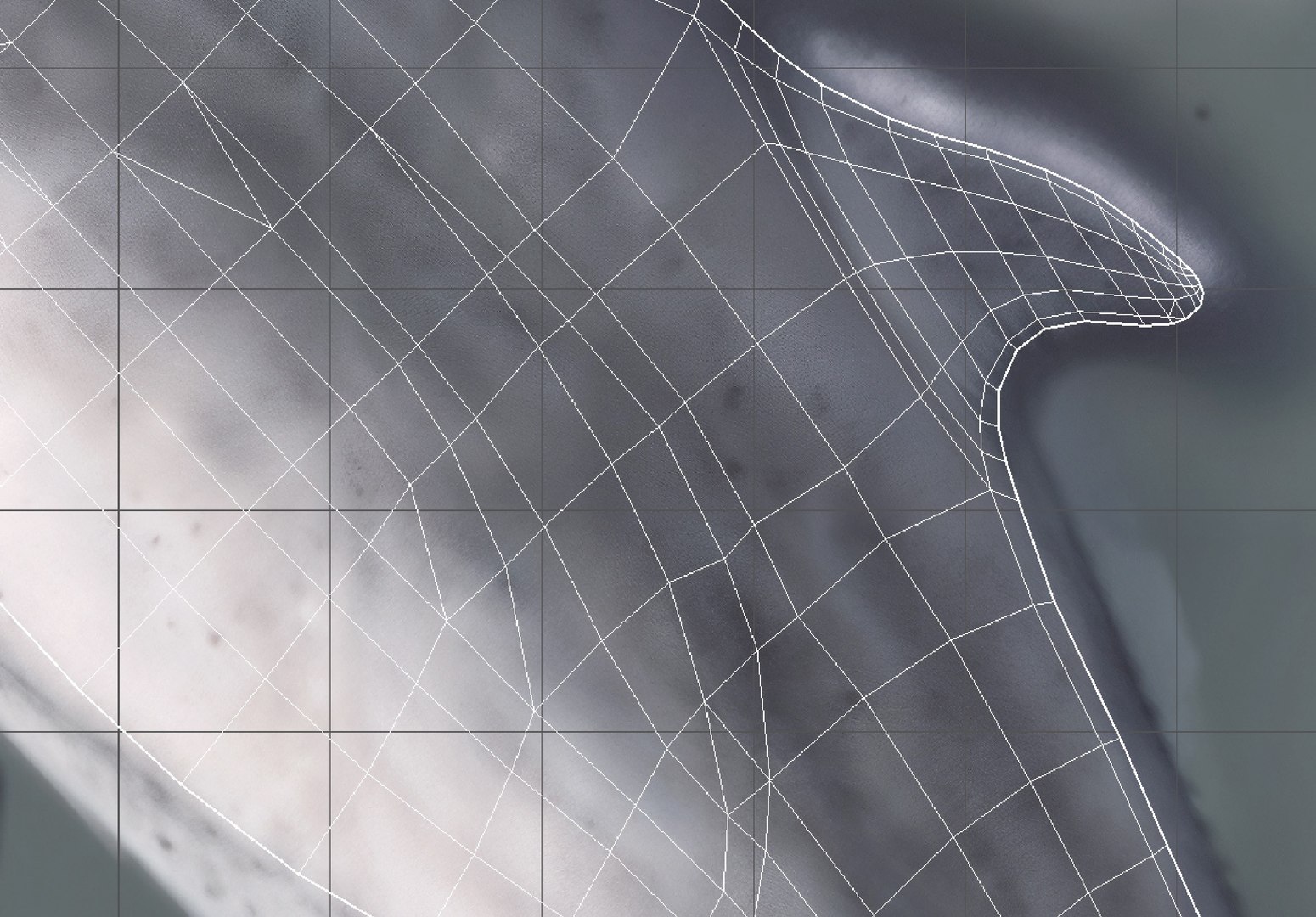 Dolphin Rigged Model - TurboSquid 2305945