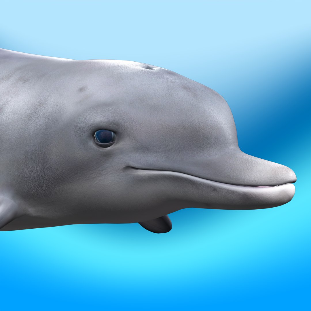Dolphin Rigged Model - TurboSquid 2305945