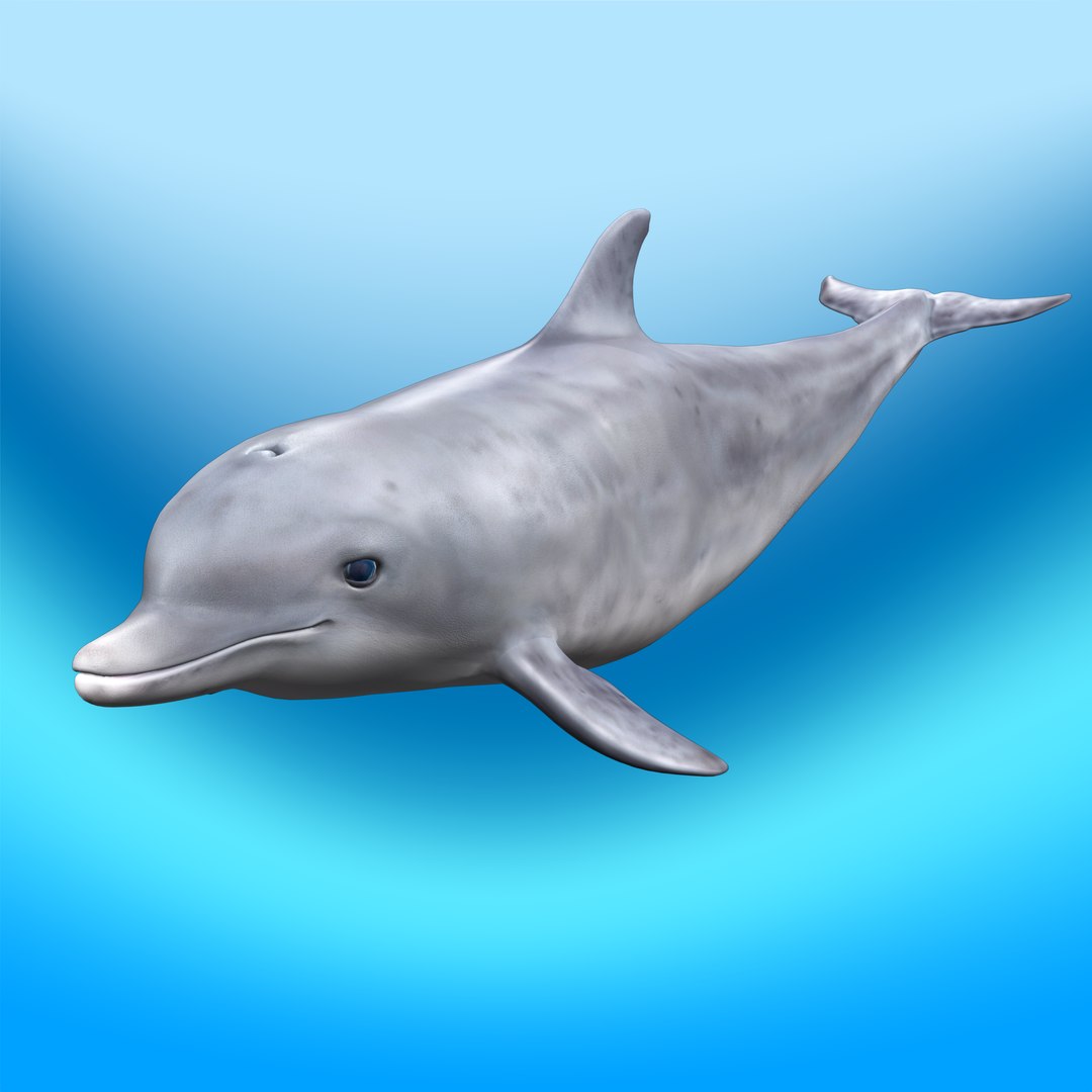 Dolphin Rigged Model - TurboSquid 2305945