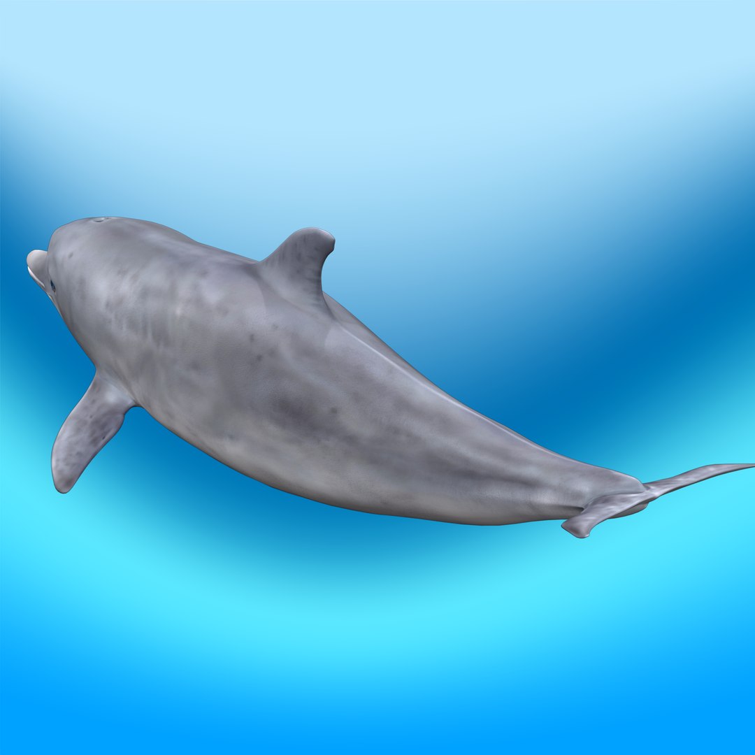 Dolphin Rigged Model - TurboSquid 2305945