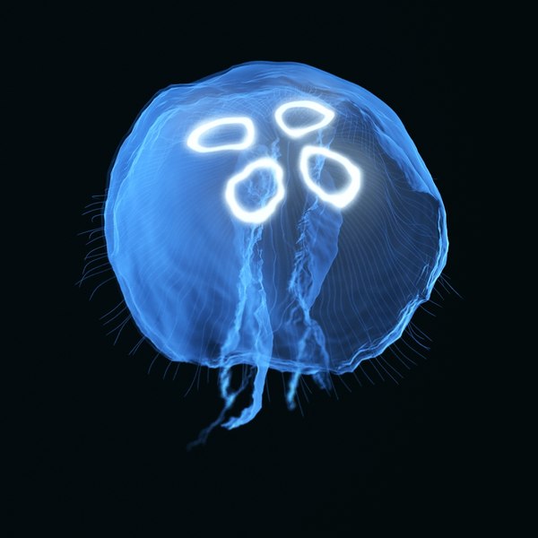 3d blue jellyfish model