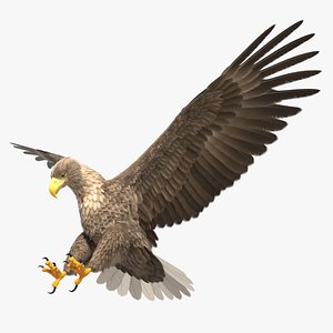 White-tailed eagle 3D model