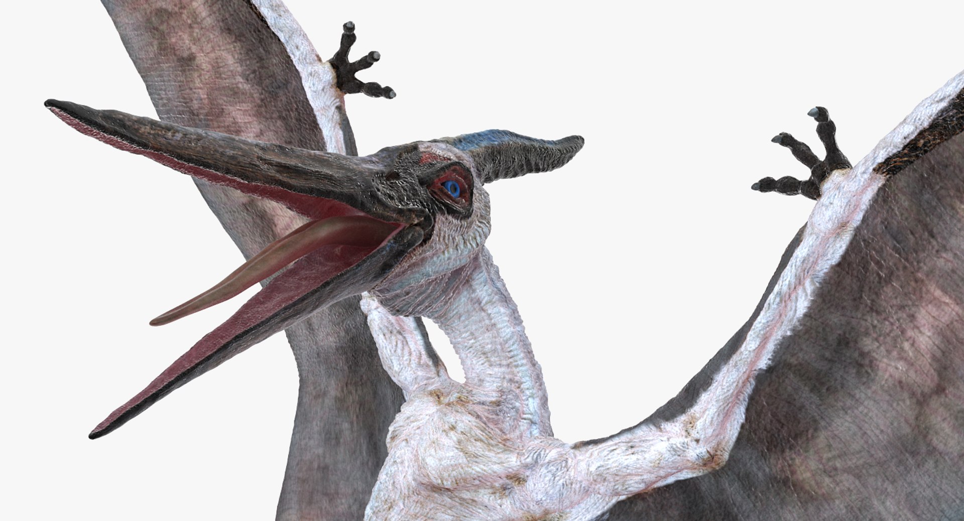 pterosaur pteranodon white landing 3D model https://p.turbosquid.com/ts-thumb/n7/j5t7vd/4bwJRUsM/pterosaurpteranodonwhitelandingposemb3dmodel005/jpg/1552615087/1920x1080/fit_q87/94e4bd14ce3cbe6abd413faf75335f5920559c40/pterosaurpteranodonwhitelandingposemb3dmodel005.jpg