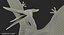 Pterosaur Pteranodon White Landing Pose