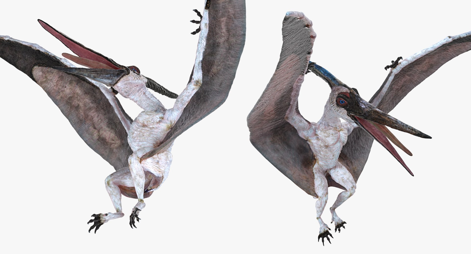pterosaur pteranodon white landing 3D model https://p.turbosquid.com/ts-thumb/n7/j5t7vd/xcgP1oGD/pterosaurpteranodonwhitelandingposemb3dmodel004/jpg/1552615083/1920x1080/fit_q87/cd675b572ecd1486c13ac865006c869a1720ac94/pterosaurpteranodonwhitelandingposemb3dmodel004.jpg