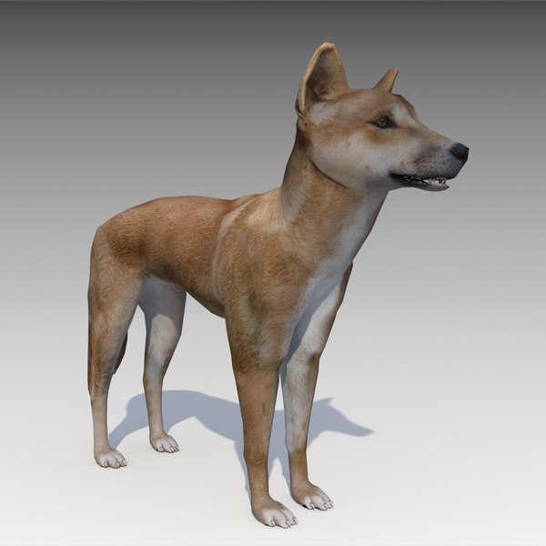 dingo animations 3D model