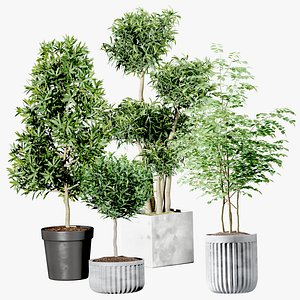 3D Set Indoor trees in flower pots model
