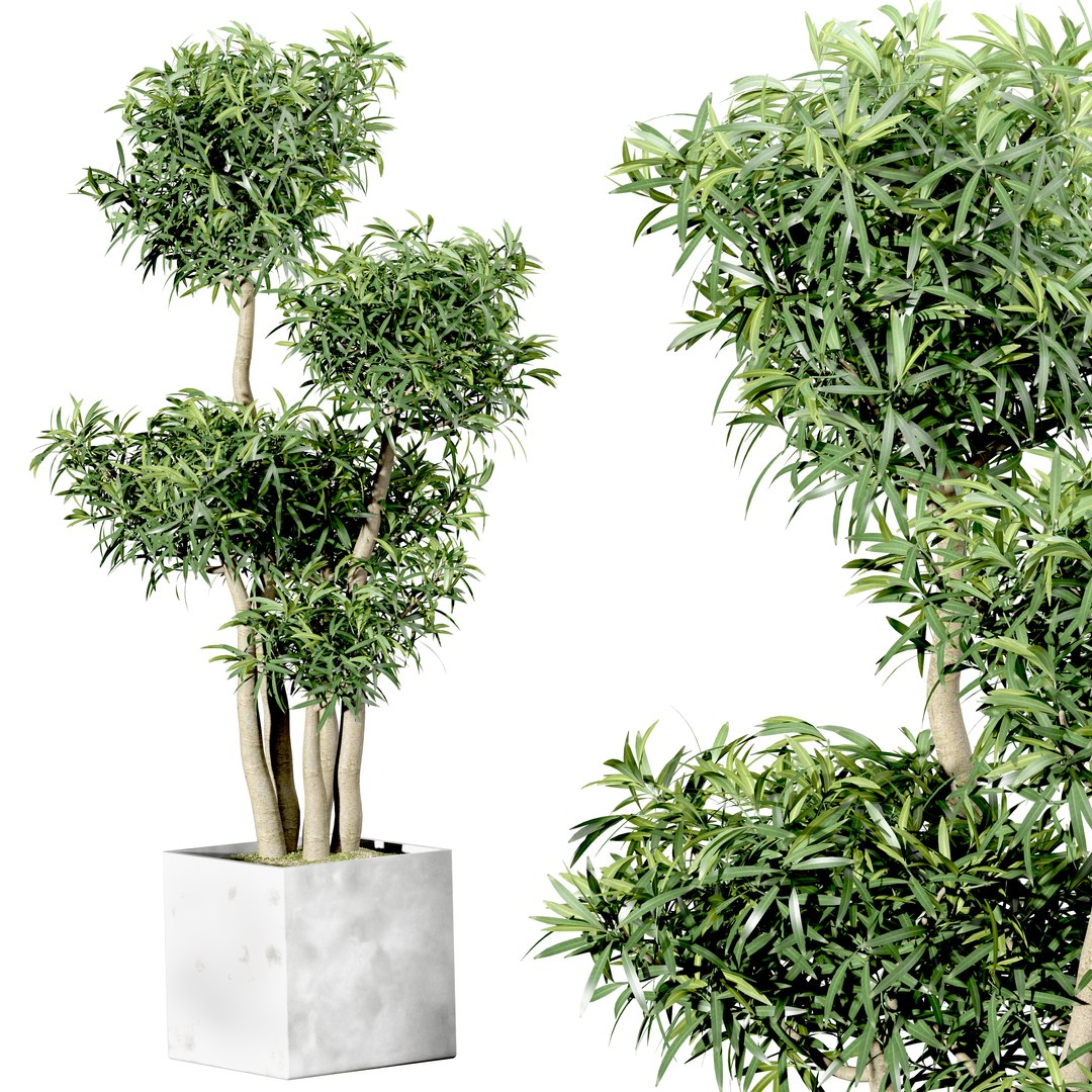 3D Set Indoor trees in flower pots model https://p.turbosquid.com/ts-thumb/n7/owmVAI/IT/render2/jpg/1649568993/1920x1080/fit_q87/a2e9a6918d27ffe16247b6a5f7b044d0d7ddfb2c/render2.jpg