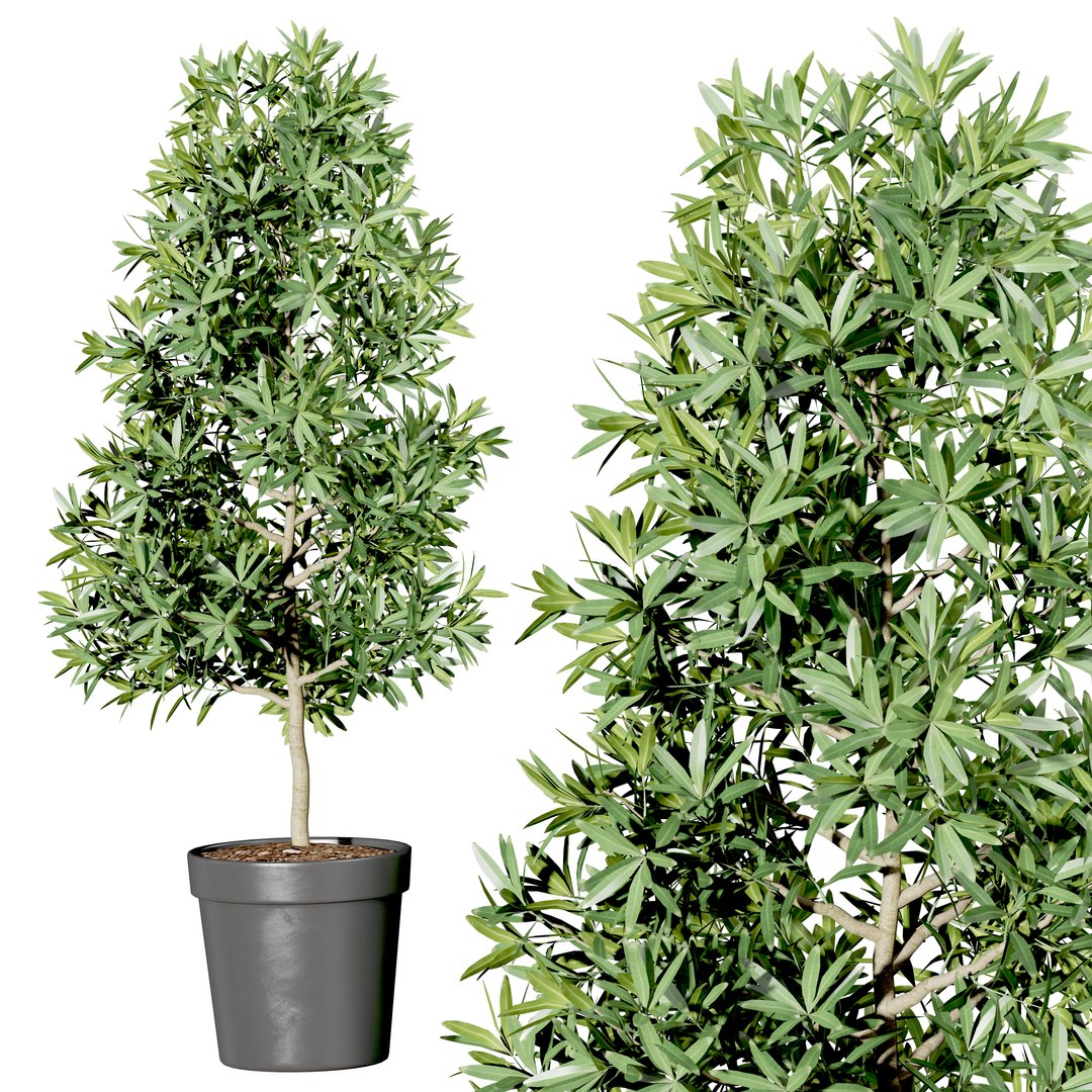 3D Set Indoor trees in flower pots model https://p.turbosquid.com/ts-thumb/n7/owmVAI/Je/render4/jpg/1649569003/1920x1080/fit_q87/08fb10ab64ee184f1d5e5c1ba278bb57818a1810/render4.jpg