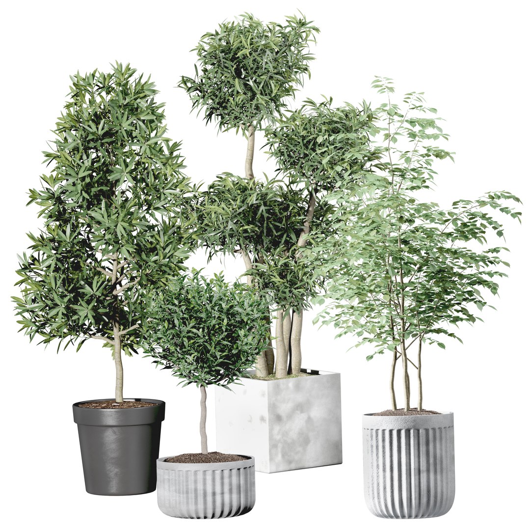 3D Set Indoor trees in flower pots model https://p.turbosquid.com/ts-thumb/n7/owmVAI/O7/render12/jpg/1649568996/1920x1080/fit_q87/1c0453a4f5f83399d2f518c5b5d4a834e3661381/render12.jpg