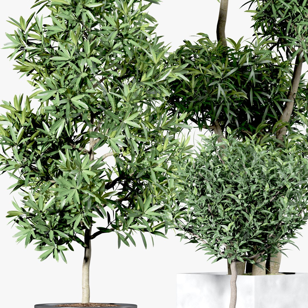 3D Set Indoor trees in flower pots model https://p.turbosquid.com/ts-thumb/n7/owmVAI/U4/render6/jpg/1649568996/1920x1080/fit_q87/28e8c105a9cbef51b33779d2158319f2c52d6f52/render6.jpg