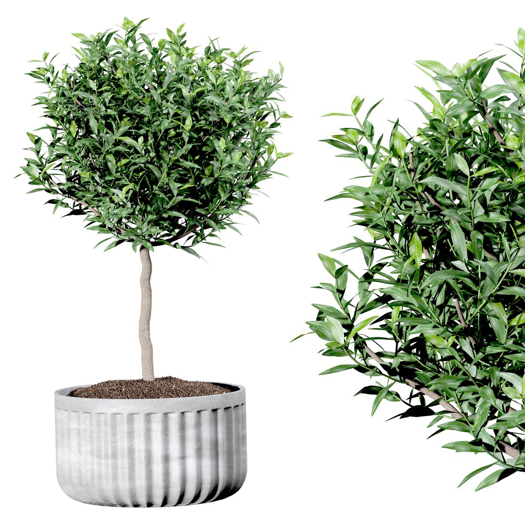 3D Set Indoor trees in flower pots model https://p.turbosquid.com/ts-thumb/n7/owmVAI/rx/render5/jpg/1649568998/1920x1080/fit_q87/7806754e819bc5eb4a286dfaa1402f2a3f983199/render5.jpg