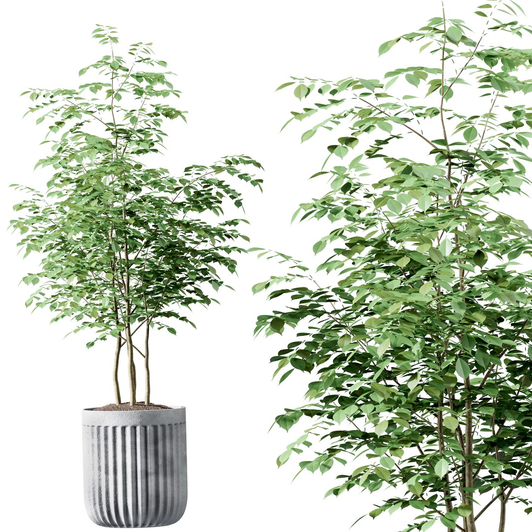 3D Set Indoor trees in flower pots model https://p.turbosquid.com/ts-thumb/n7/owmVAI/sq/render3/jpg/1649568999/1920x1080/fit_q87/1ff94c25be2a2518f968755b8d11e98c9bb1f451/render3.jpg