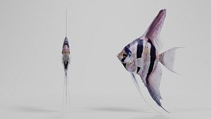 Altum Angelfish 3D Model 3D model