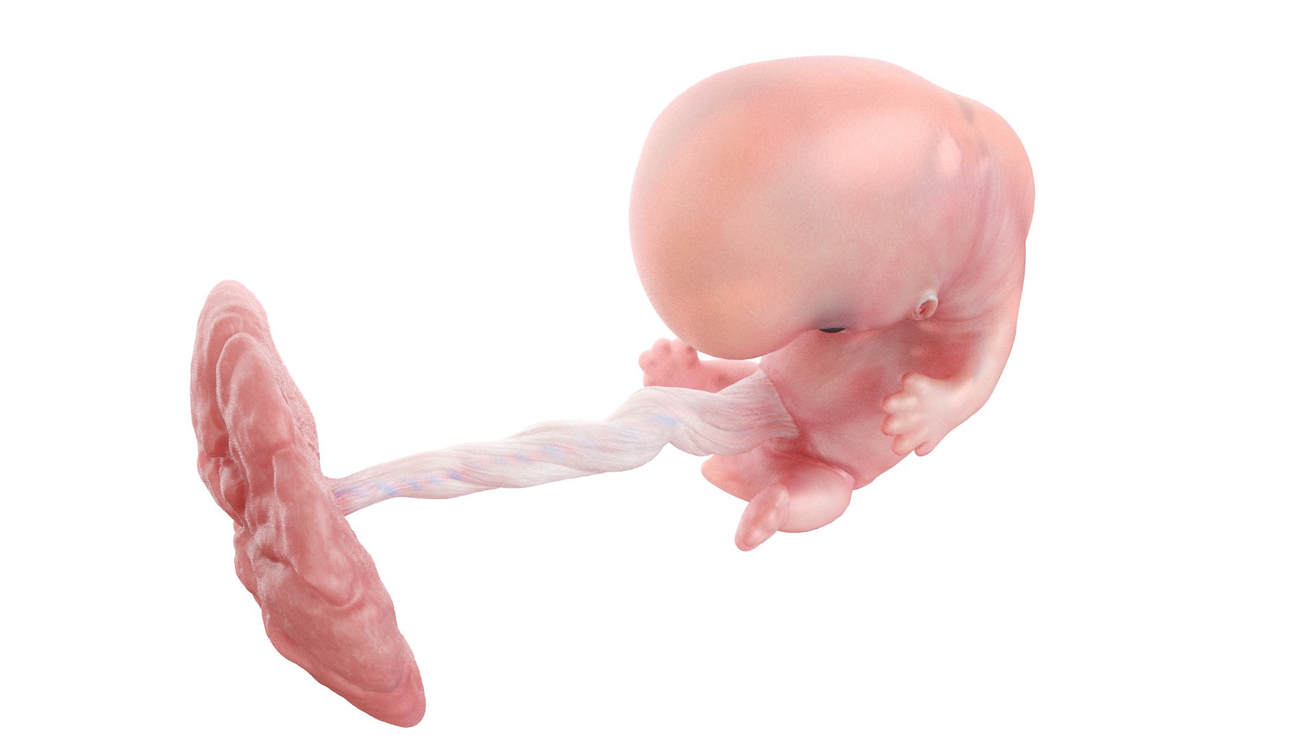 Fetus Anatomy Week 8 Animated 3D model https://p.turbosquid.com/ts-thumb/n8/30RuIo/Aa/fetus_week07f0001/jpg/1637248037/1920x1080/fit_q87/4b707389535bf0fe5965acf65b16b1175e5bdedd/fetus_week07f0001.jpg