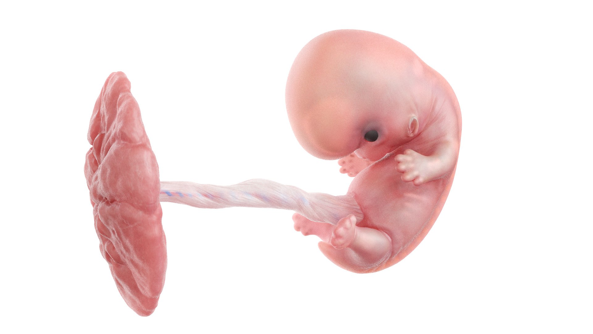 Fetus Anatomy Week 8 Animated 3D model https://p.turbosquid.com/ts-thumb/n8/30RuIo/ZH/fetus_week07f0000/jpg/1637248036/1920x1080/fit_q87/dd91751155e51f28ffdf375966d4b6e30cb19228/fetus_week07f0000.jpg