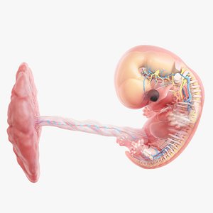 Fetus Anatomy Week 8 Animated 3D model