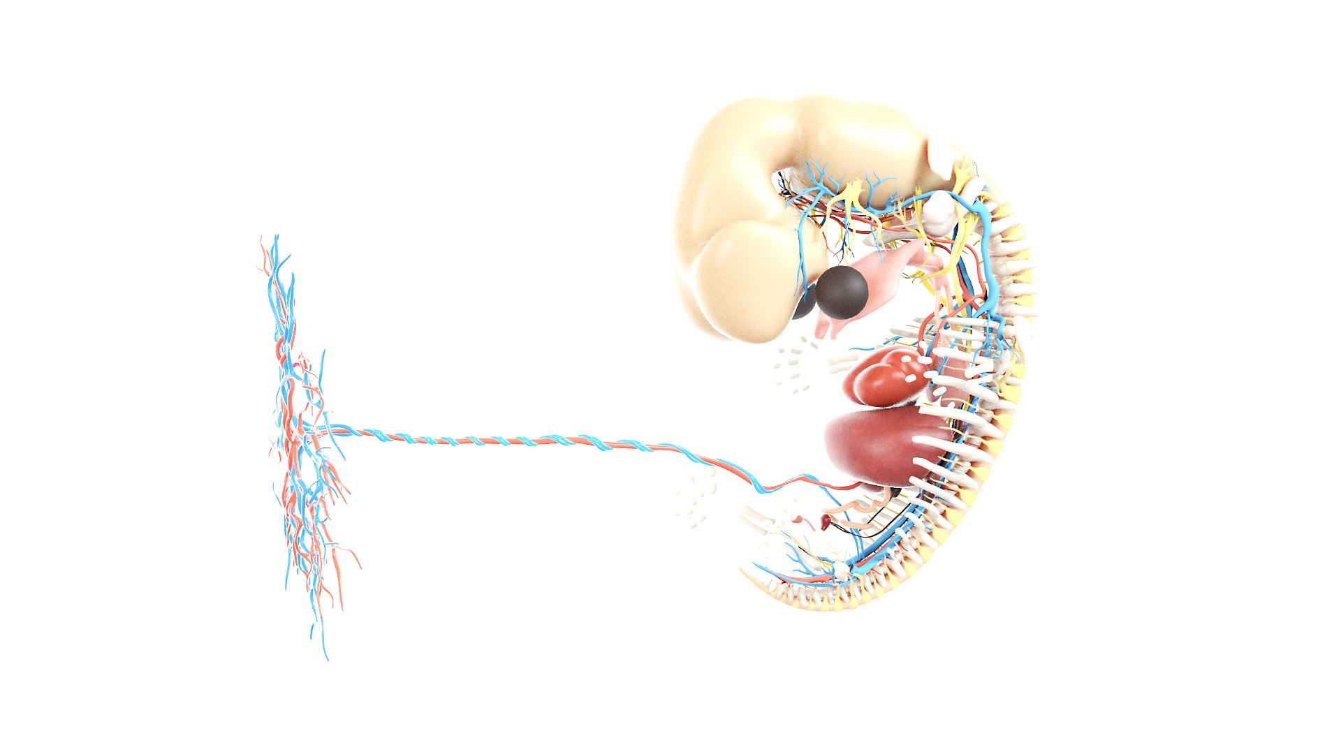 Fetus Anatomy Week 8 Animated 3D model https://p.turbosquid.com/ts-thumb/n8/30RuIo/nO/fetus_week07f_anatomy0000/jpg/1637248073/1920x1080/fit_q87/3b915d06d25c2fc736b1ac123889fba8815b563e/fetus_week07f_anatomy0000.jpg