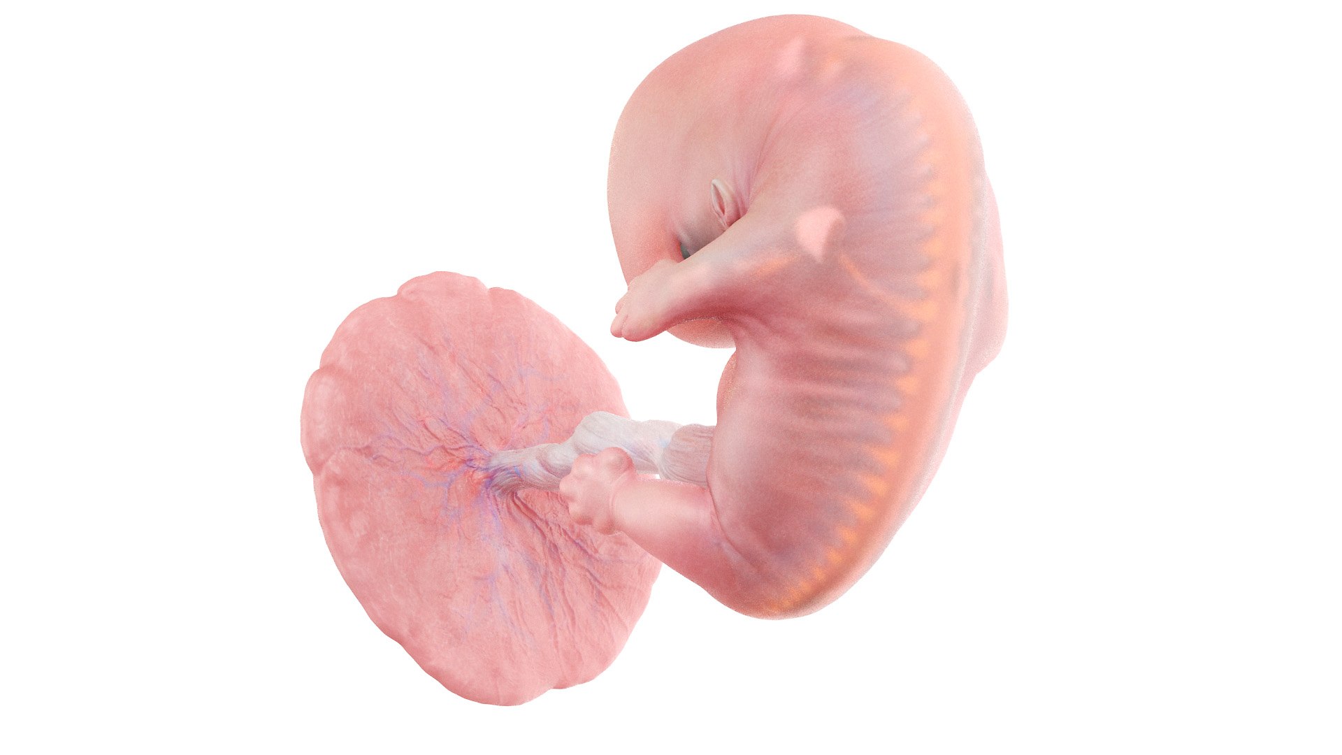 Fetus Anatomy Week 8 Animated 3D model https://p.turbosquid.com/ts-thumb/n8/30RuIo/wS/fetus_week07f0002/jpg/1637248036/1920x1080/fit_q87/860804b4f49a45449f6ddce29a21b3c4213928f6/fetus_week07f0002.jpg