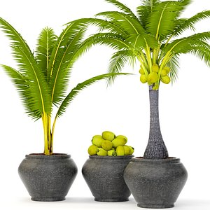 coconut palm set max
