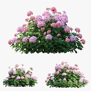 Plants Hydrangea set 20