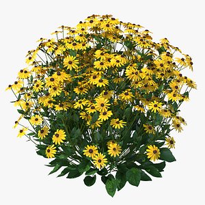 rudbeckia hirta black eyed 3D