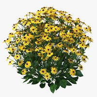 Rudbeckia Hirta Black Eyed Susan