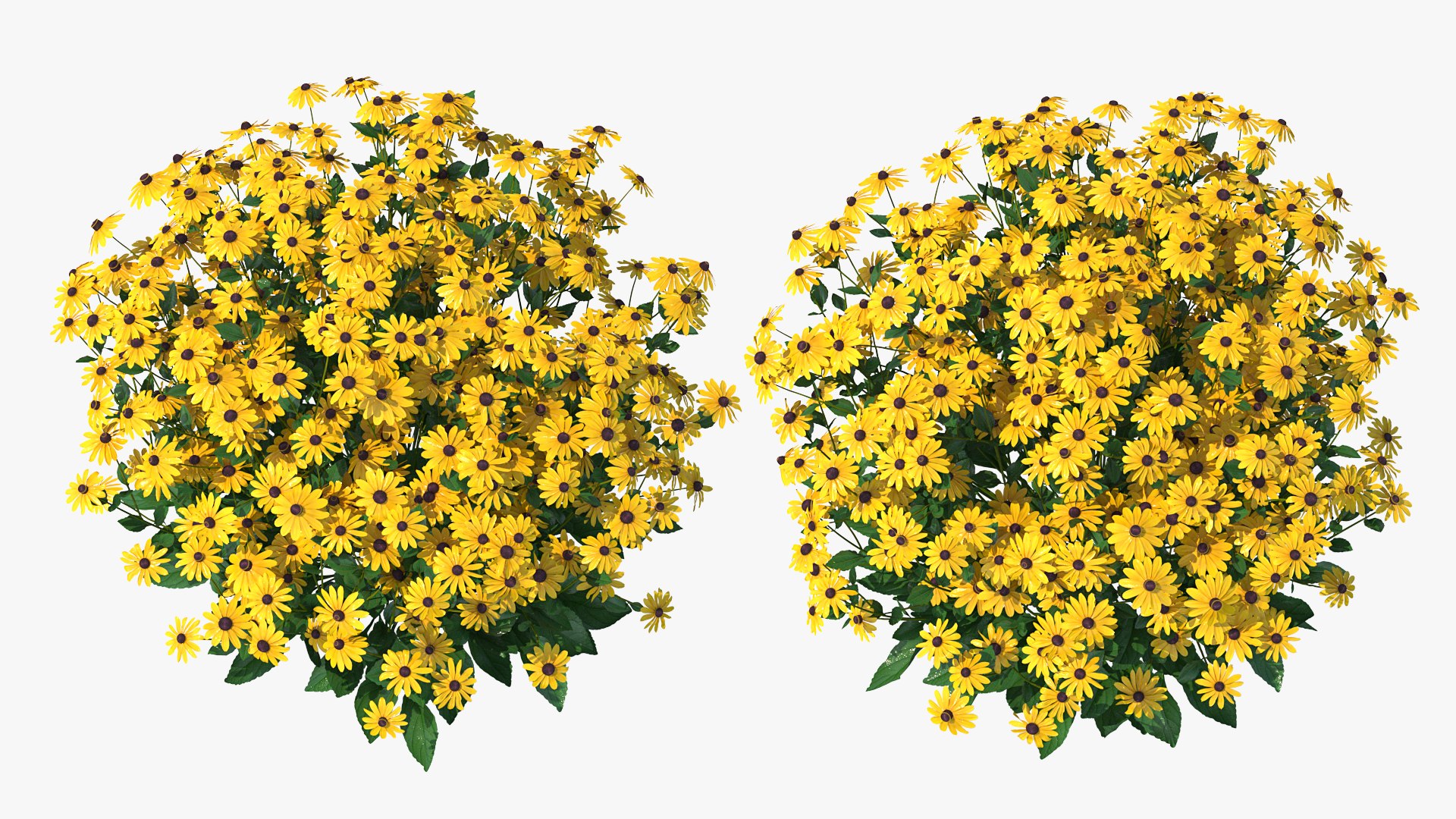 Rudbeckia Hirta Black Eyed Susan 3D model preview