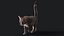 Przypon Cat Grey Tabby RIG - wersja YETI