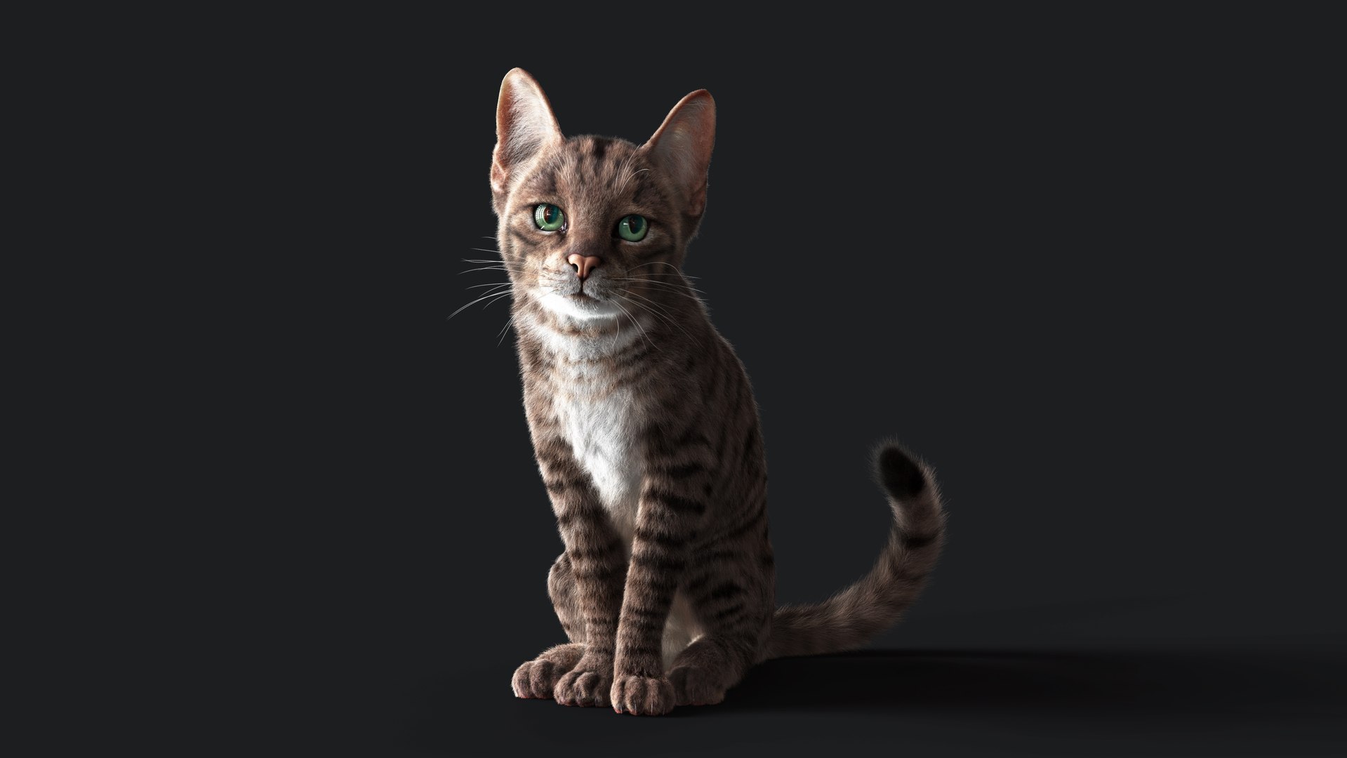 3D Cat Grey Tabby RIG - YETI version https://p.turbosquid.com/ts-thumb/n8/QJosua/SY/z05/jpg/1692352313/1920x1080/fit_q87/46f933c9c90c77d1df1338499a6adf171721d7ca/z05.jpg