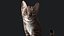 Przypon Cat Grey Tabby RIG - wersja YETI