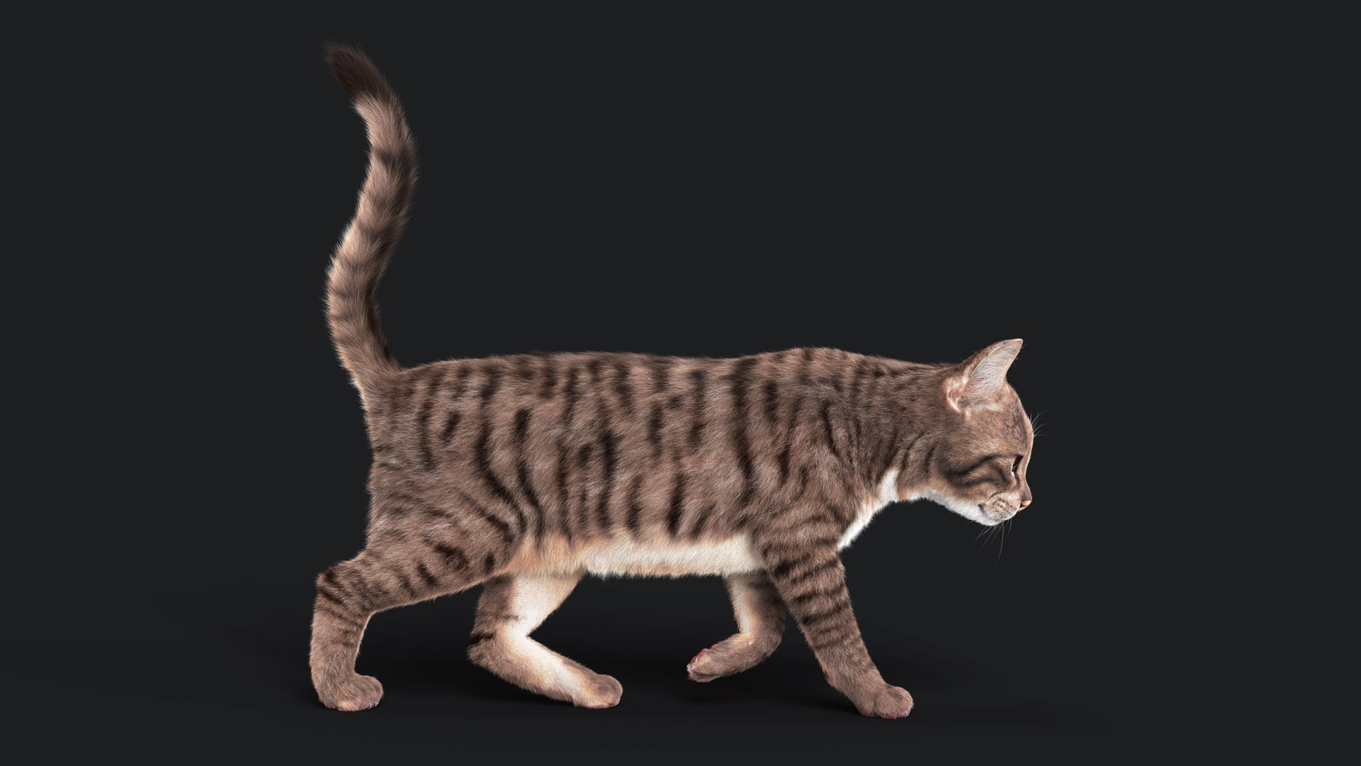 3D Cat Grey Tabby RIG - YETI version https://p.turbosquid.com/ts-thumb/n8/QJosua/Zl/z03/jpg/1692352312/1920x1080/fit_q87/1e1822100a301a423144c378547d9f387f02a40e/z03.jpg