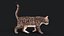 Przypon Cat Grey Tabby RIG - wersja YETI
