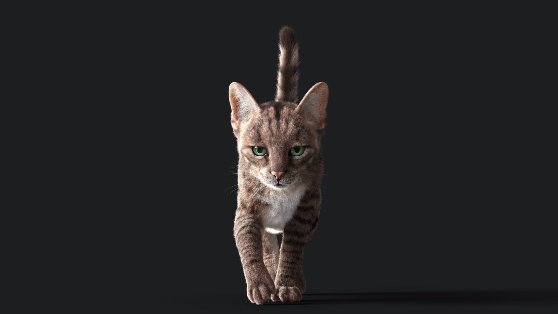 3D Cat Grey Tabby RIG - YETI version https://p.turbosquid.com/ts-thumb/n8/QJosua/ak/z01/jpg/1692352310/1920x1080/fit_q87/8651224d2df01b64042aeb463ca7c915fbf90ce0/z01.jpg