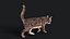 Przypon Cat Grey Tabby RIG - wersja YETI