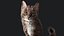 Przypon Cat Grey Tabby RIG - wersja YETI