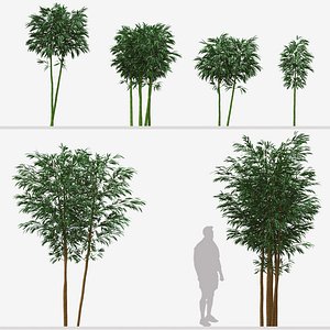 Set of Phyllostachys aurea or Fishpole bamboo Plants 3D model