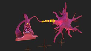 Neuron and nerve Human anatomy Lowpoly AR VR mobile