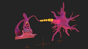 Neuron and nerve Human anatomy Lowpoly AR VR mobile